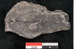 Foto (Objekt + Etikett) von Cinnamomum intermedium Ettingshausen (NHMW-GEO-2024-0188-10155b)